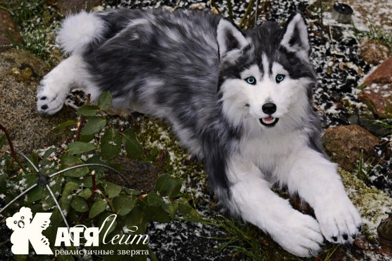 large stuffed husky