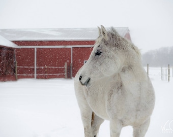 White Horse Nature Photography, Horse Photo, Horse Picture,  Wall Art, Nature Photography,  Wall Art, Home Decor