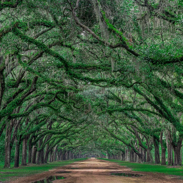 Wormsloe Plantation, Lansdscape Photo, Georgia Photo, Savannah Photo, Travel Photo, Live Oak Trees, Fine Art Print, Canvas Print, Home Decor