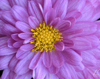 Abstract, Purple Mums, Flower Photo, Purple and Yellow Flower, Flower Photography, Floral Photography, Flower Photo, Flower Art