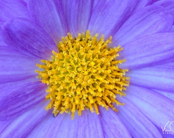 Abstract, Purple Mums, Flower Photo, Purple and Yellow Flower, Flower Photography, Floral Photography, Flower Photo, Flower Art, Flower