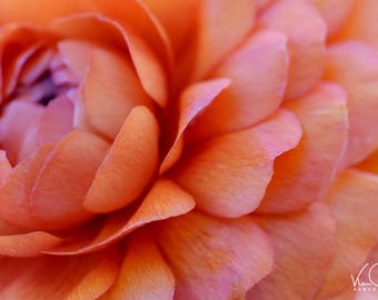 Abstract, Flower Photo, Orange Flower, Flower Photography, Floral Photography, Flower Photo, Flower Art, Sunset Dahlia Flower