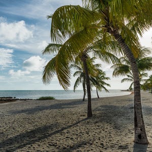 Key West Palm Tree Print, Key West Florida Wall Decor, Florida Keys Fine Art Print, Smathers Beach Key West Photo, Pam Tree Photo