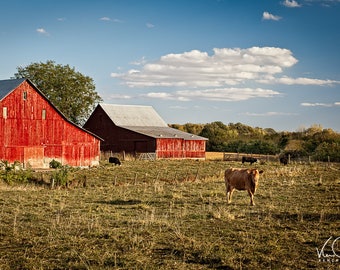 Red Barn, Barn Photo, Barn Wall Art, Farmhouse Decor, Barn Picture, Country Wall Art, Rustic Barn Print, Farm Photo, Cow, Barn Print