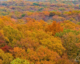 Autumn Landscape, Fall Landscape, Farmhouse Decor, Farmhouse Photo, Lake House decor, Trees, Autumn Trees, Brown County