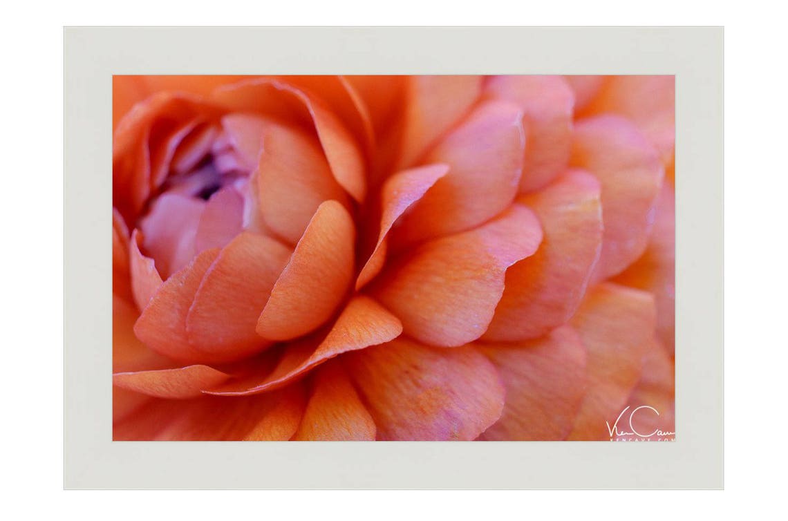 Abstract Flower Photo Orange Flower Flower Photography - Etsy