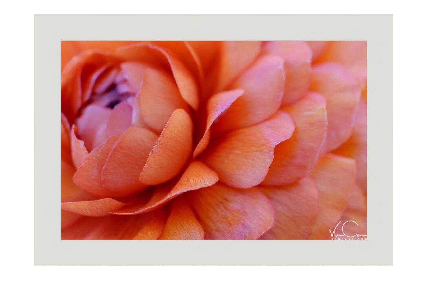 Abstract Flower Photo Orange Flower Flower Photography - Etsy