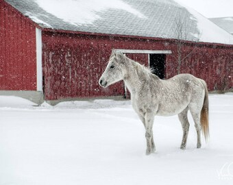 Horse, Horse Print, Horse Art, Horse Phototgrpahy, Red Barn, Barn Photography, Horse Decor, Farmhouse Decor, Barn Print, Farmhouse Print