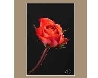 Flower Photo, Red Flower, Flower Photography, Floral Photography, Flower Art, Rose, Red, Rose Print, Rose Flower, Roses, Flower Wall Art