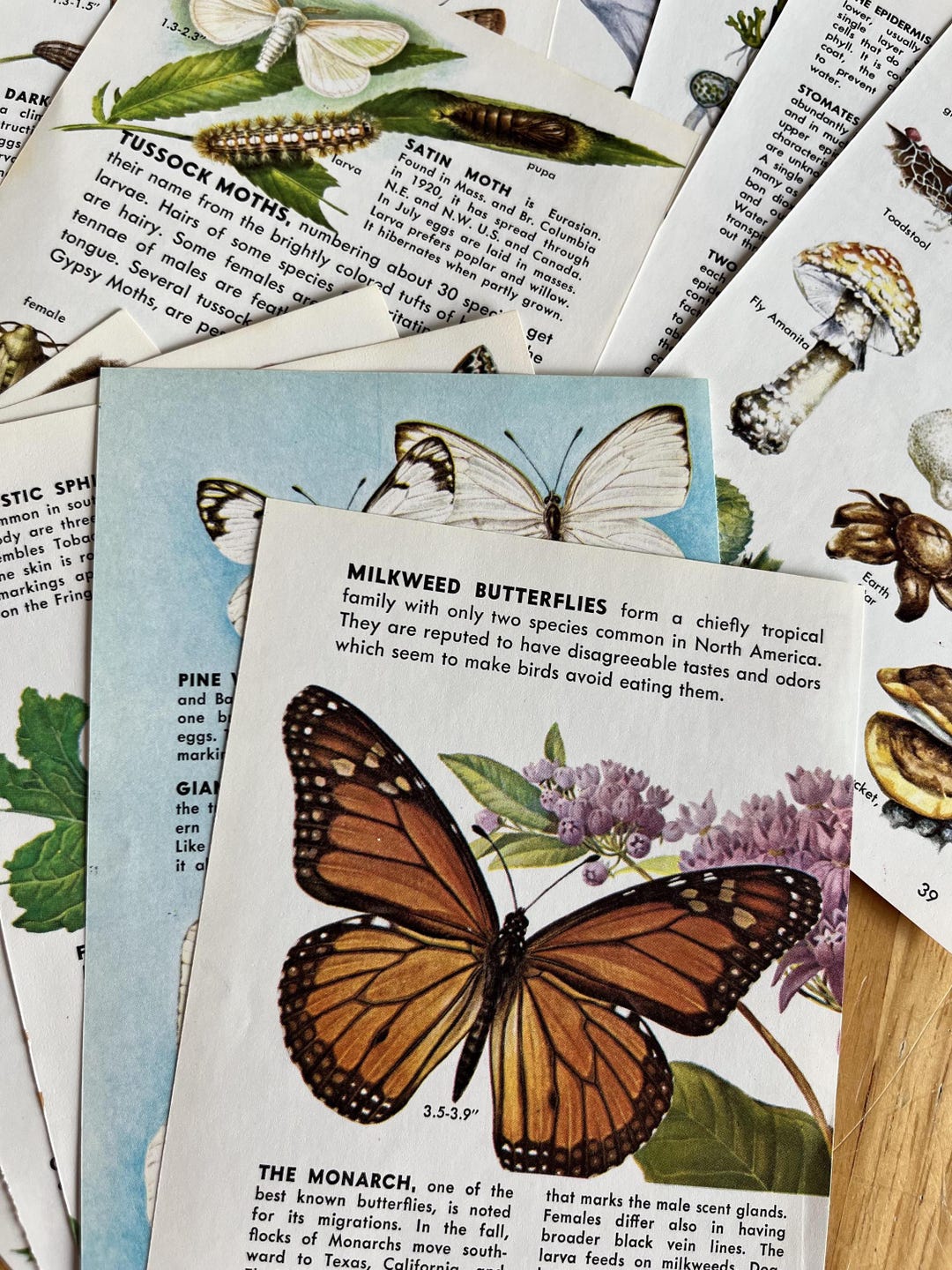 Old Nature Guide Vintage 1960's Golden Nature Guide Book Mixed Pages, Ephemera, Journal ...