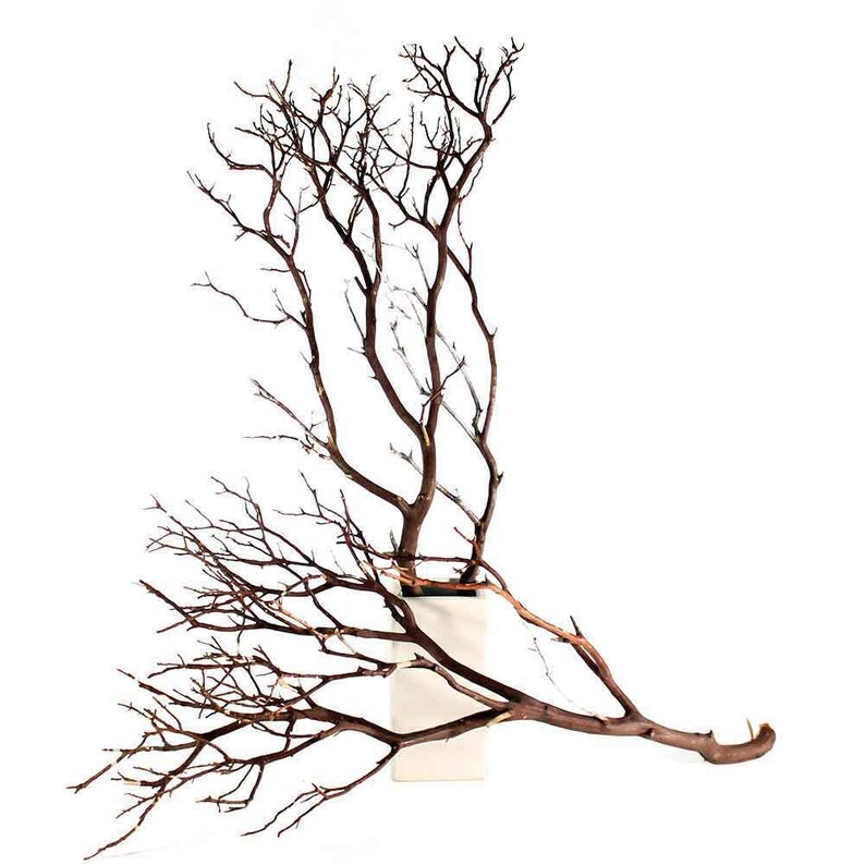 18 24 5 Pack Manzanita Branches Diy Wedding Etsy