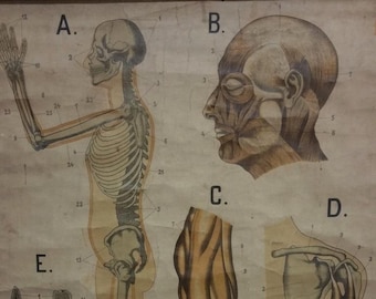 Tableau anatomique - Affiche éducative entoilée, circa 1930
