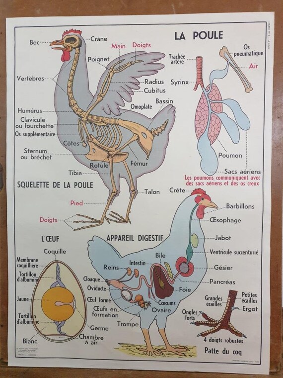voisin du radius 4 lettres