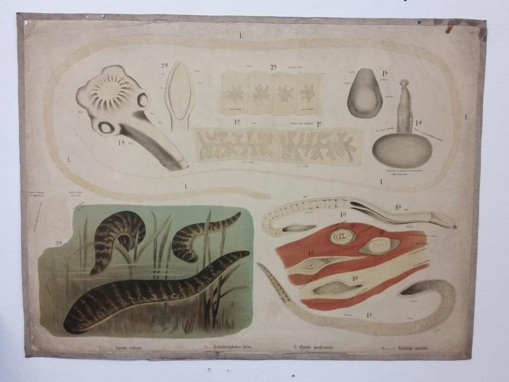 Affiche Scolaire d'histoire Naturelle - Leipziger