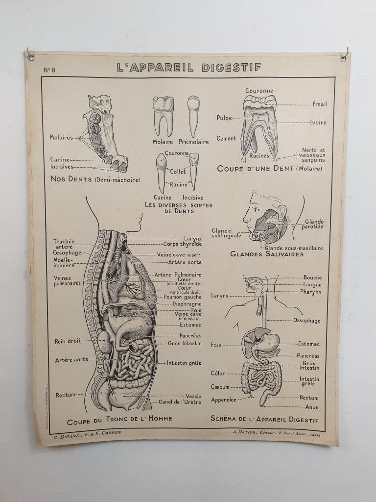 Affiche Pédagogique Hatier - Affiche d'école