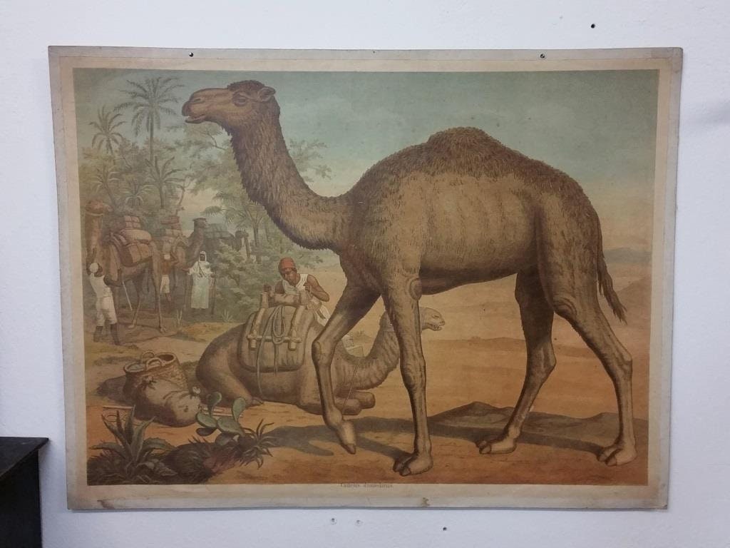 Affiche Scolaire d'histoire Naturelle - Leipziger