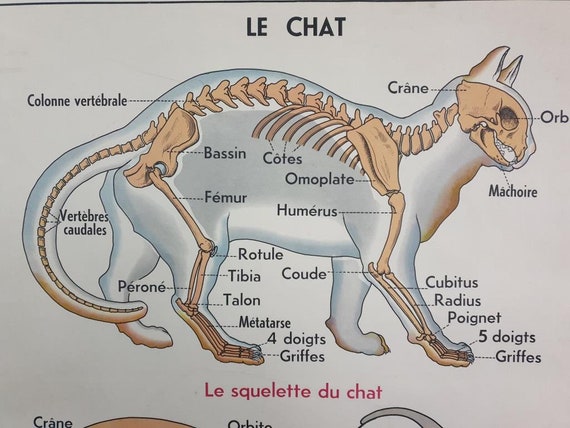 voisin du radius 4 lettres