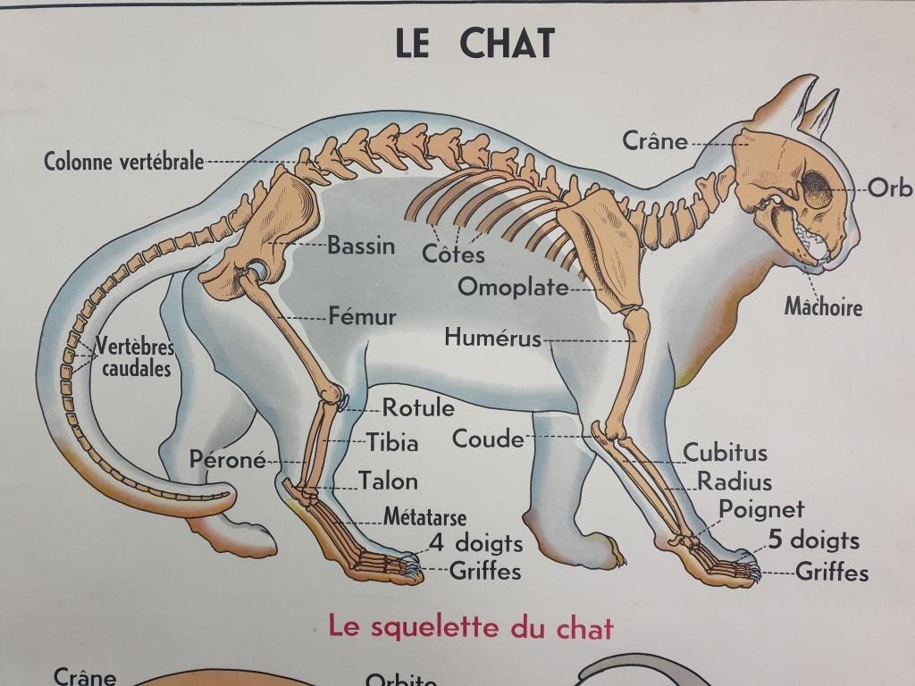 Affiche d'école - Affiche Scolaire Vintage