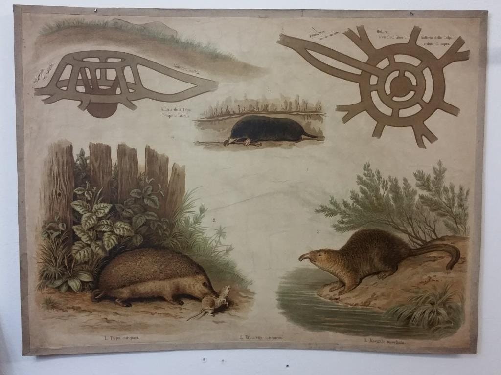 Affiche Scolaire d'histoire Naturelle - Leipziger