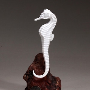 Seahorse Sculpture by John Perry 7 inch tall Pellucida on burlwood