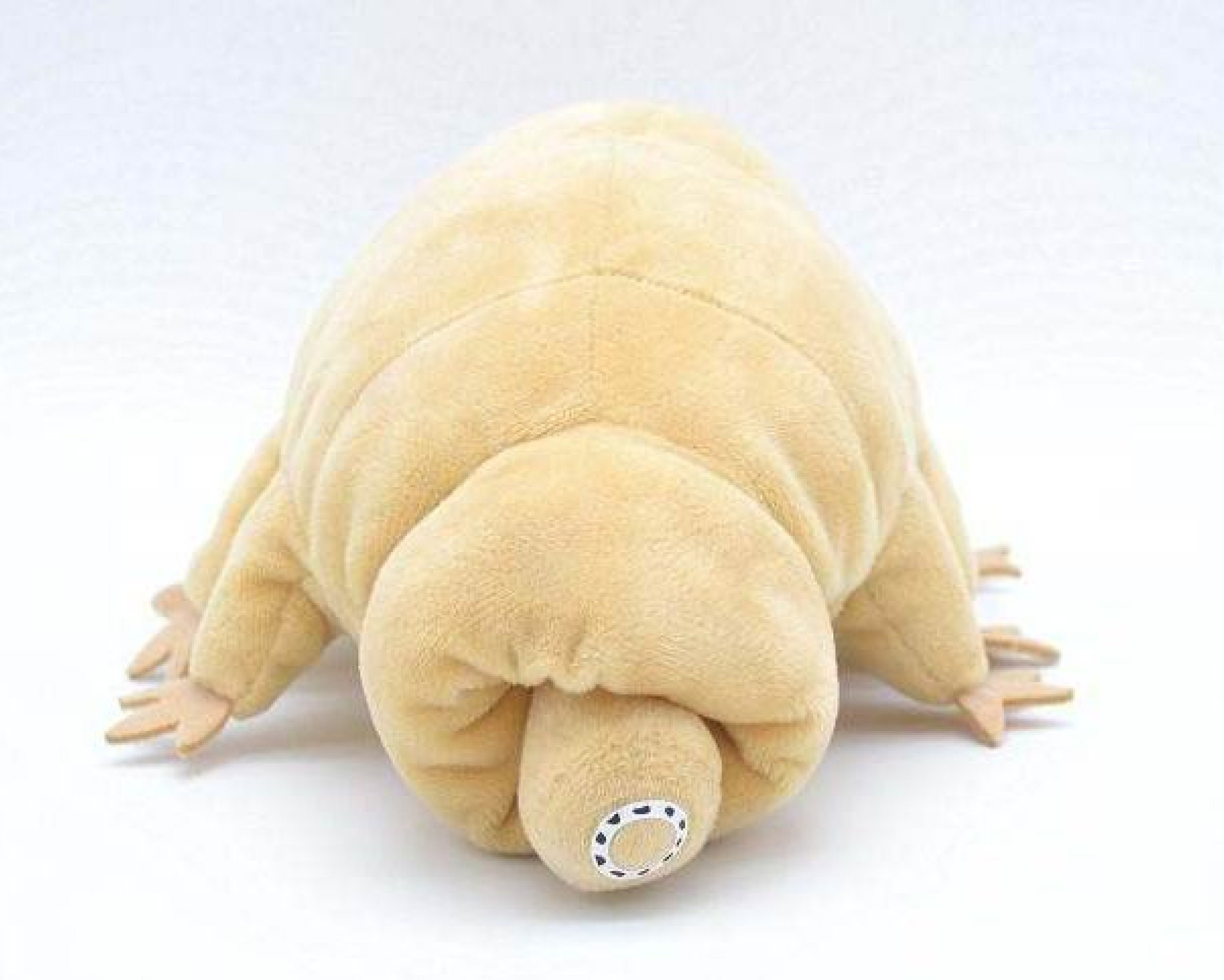 8.6 Water Bear Plush Tardigrades Science Plush Etsy