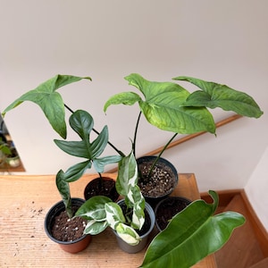 May include: A collection of six small potted houseplants featuring various foliage shapes and colours, including solid green, variegated white and green, and deep green leaves, all planted in individual plastic nursery pots.