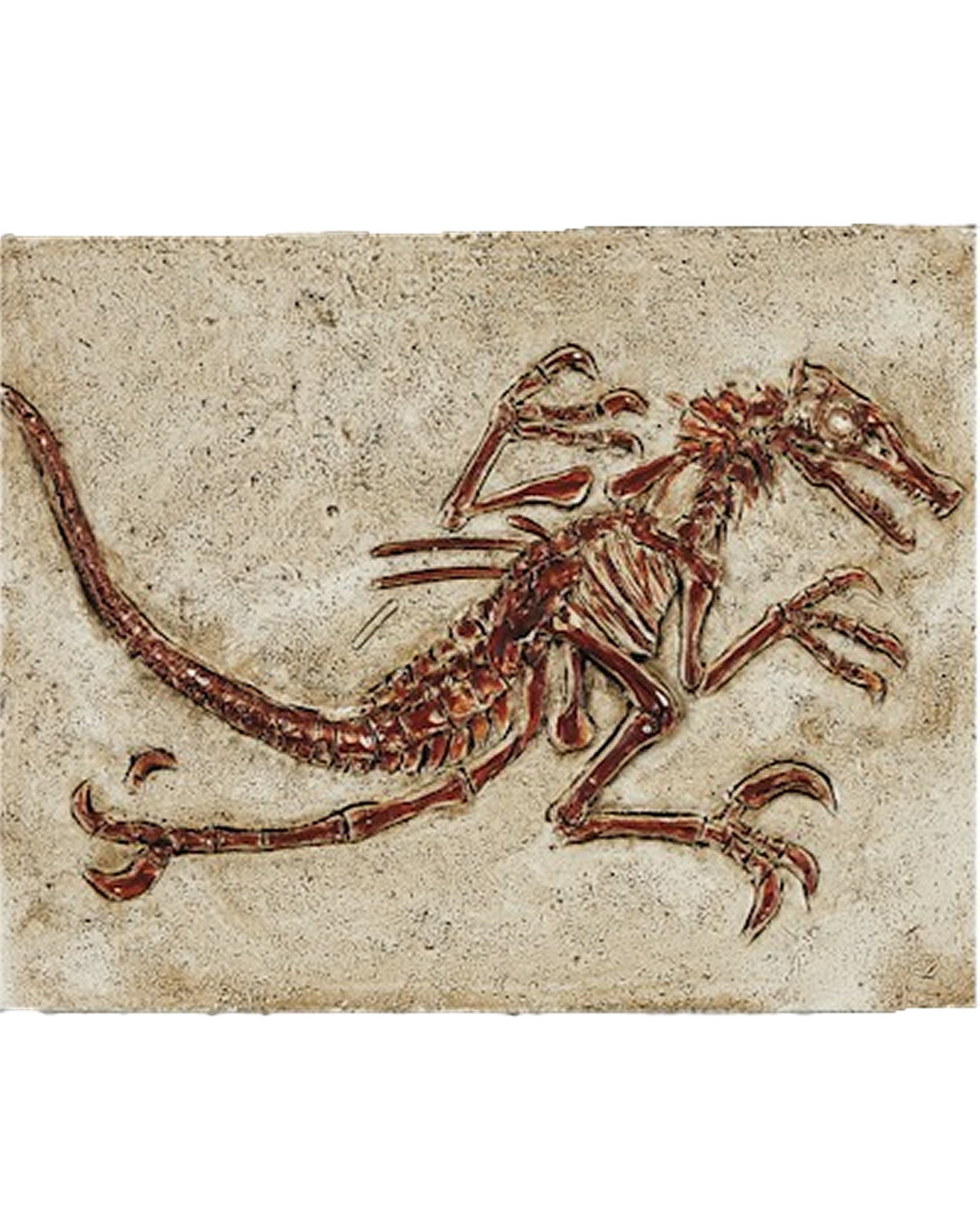 raptor fossil for sale