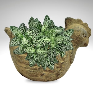 May include: A ceramic chicken planter in a light brown color with a green plant with white veins growing inside.