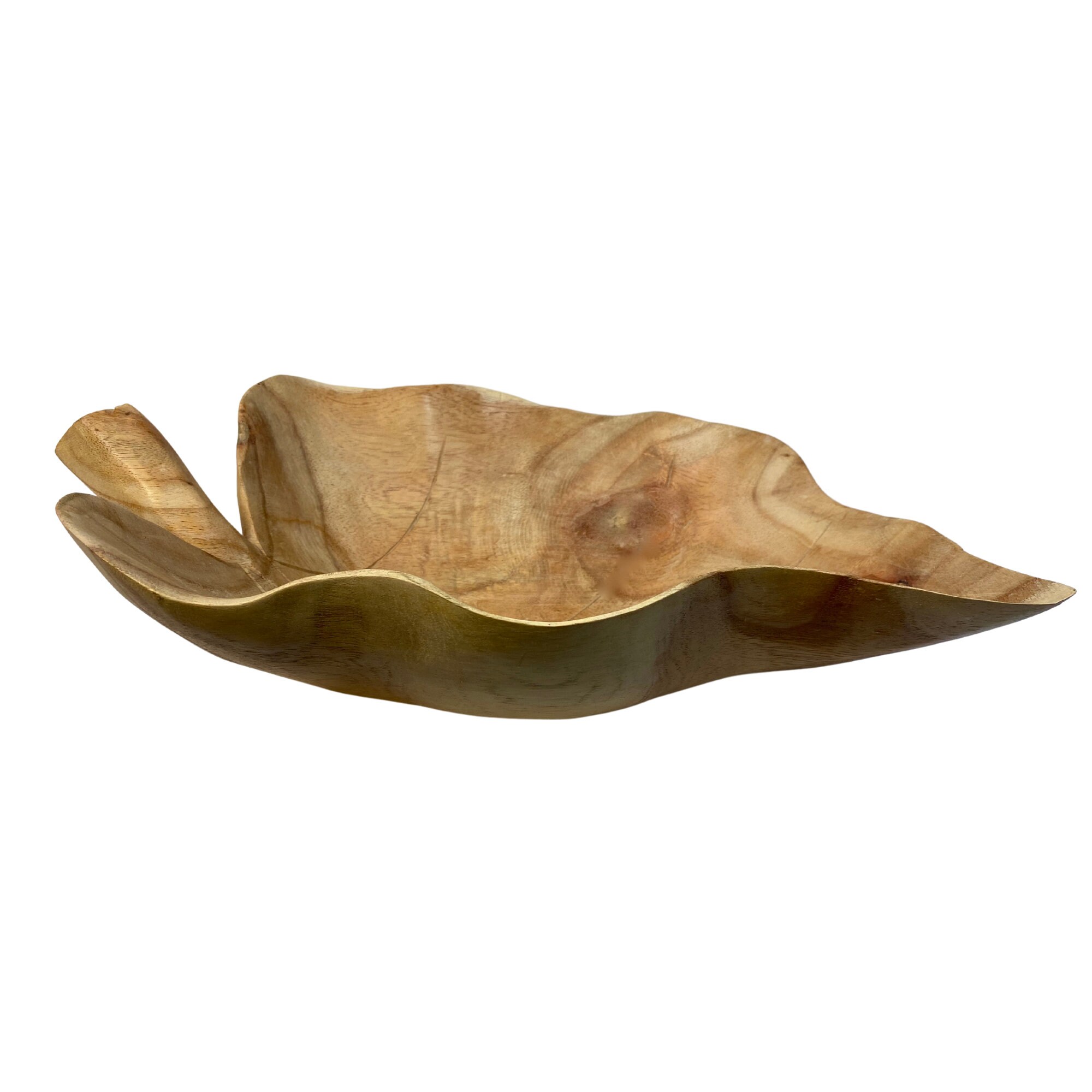 Anthurium Tortoise Shell Brown '34' x Purple Rain '27' by