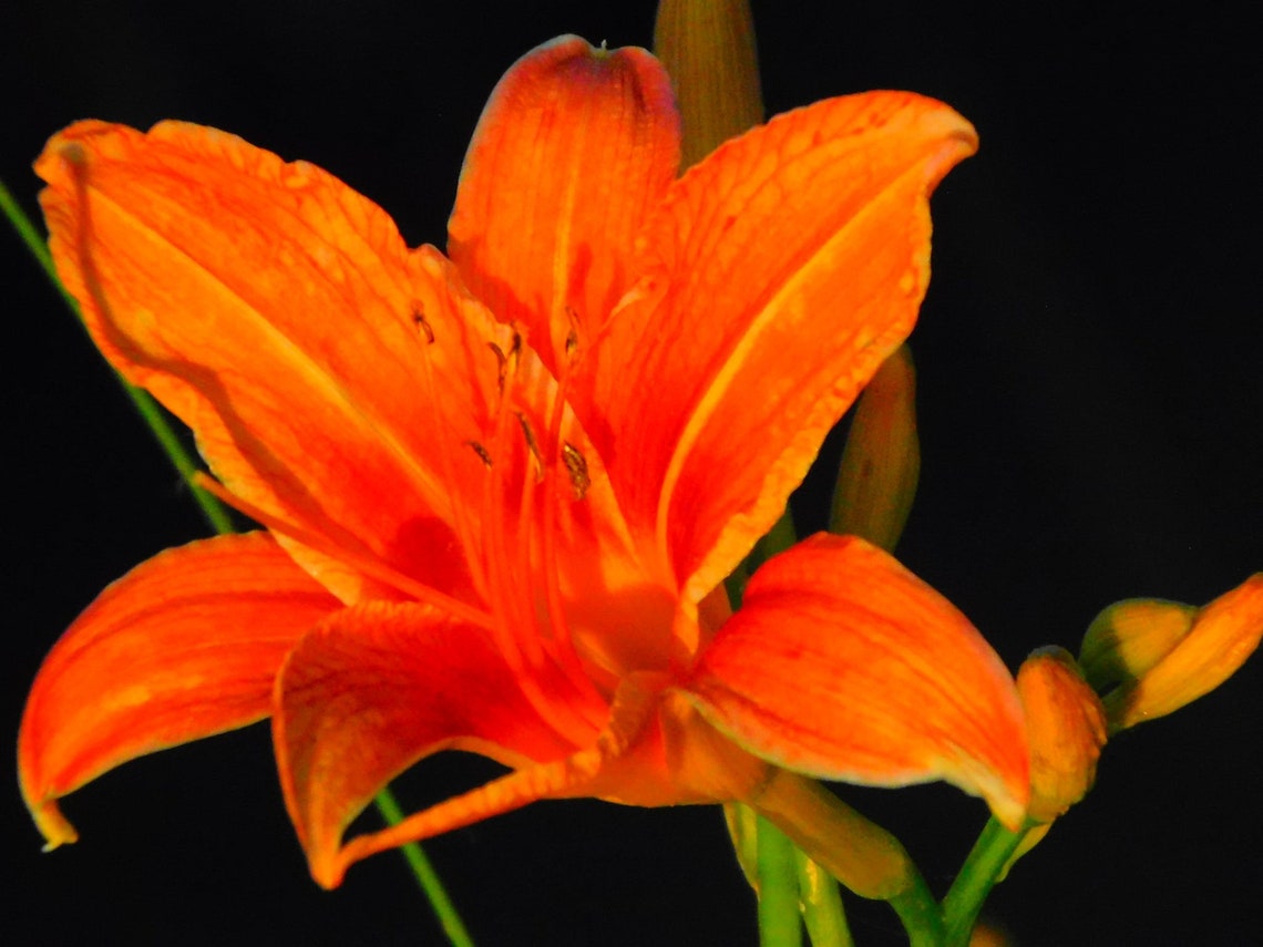 Magnificent Wild Lily - Etsy