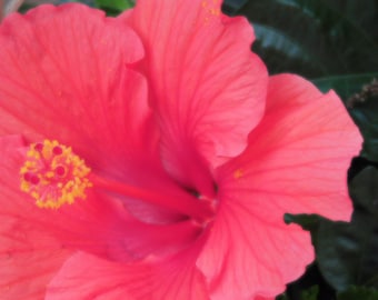 Beautiful Hibiscus Flower- Digital Download