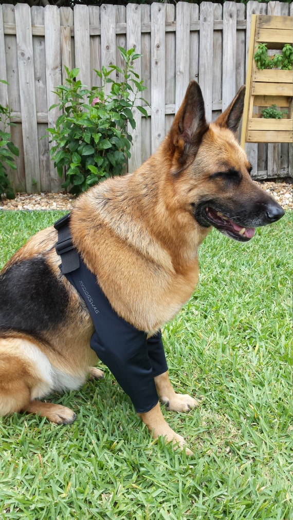 Dog elbow pads 2025