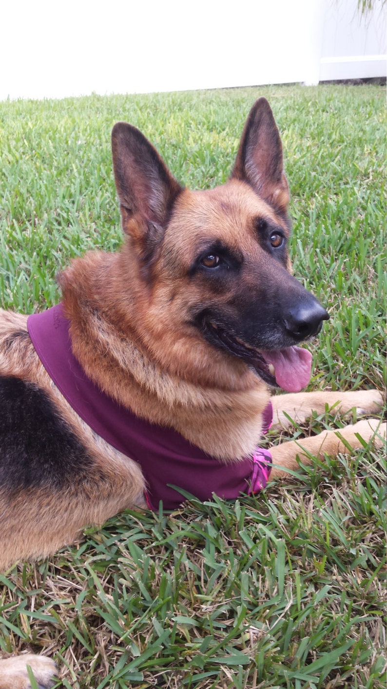 K-9 Callus Cuff Protector for Dogs, Elbow Protection
