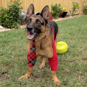 Padded Elbow Protection for Callus/Hygroma/Dysplasia/Arthritis/Pressure Sores/Post OP Surgery, Recommended by Vets (Avoid the Cone of Shame)