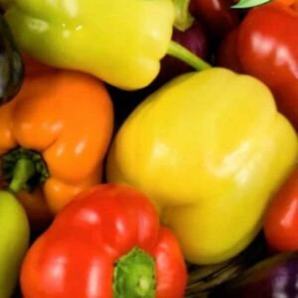 4 Sorten Paprika, 40 Samen grün, rot, gelb, orange je 10st. Anpflanzen, Aussähen