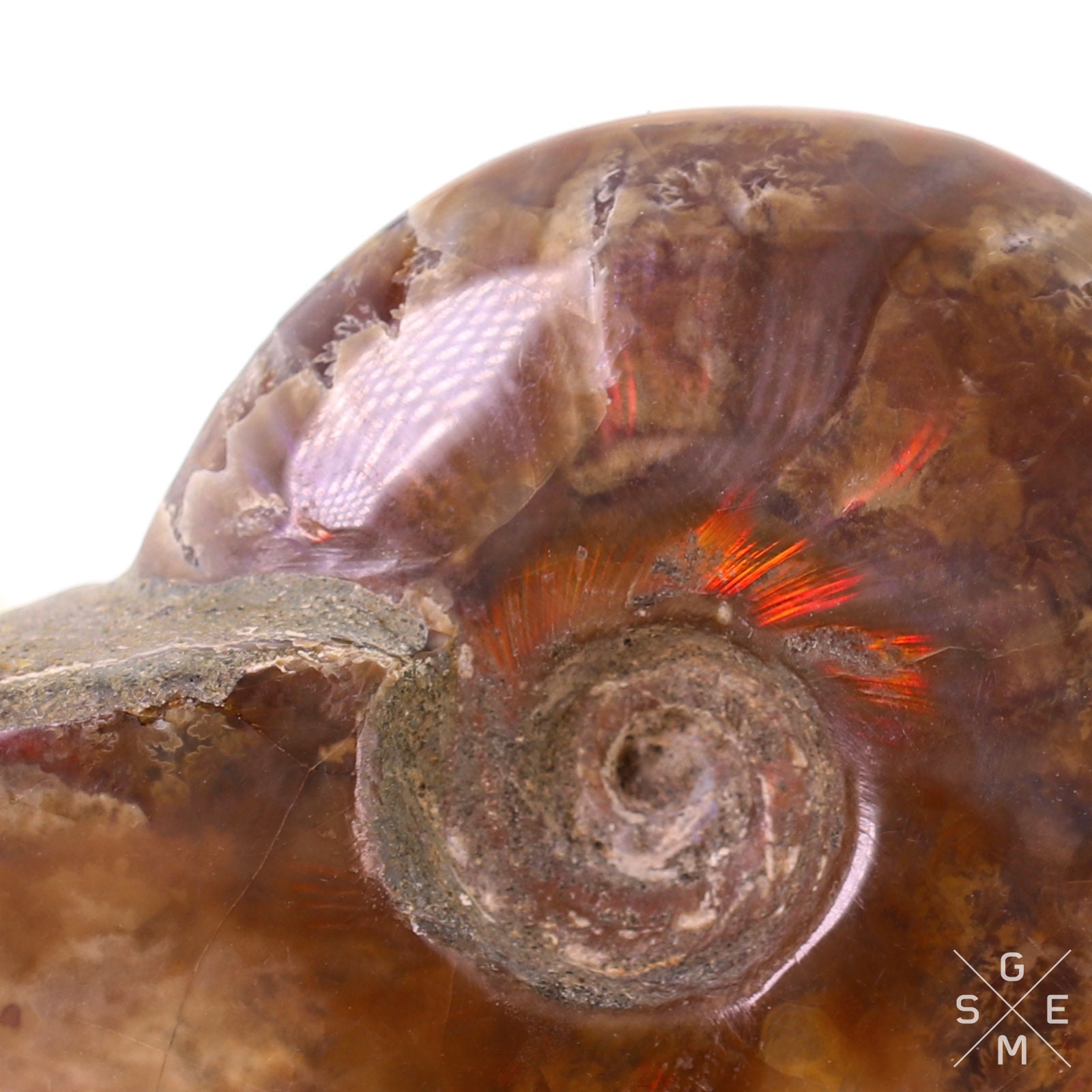 Natural Ammonite Fossil Flash Shell Mineral Specimen Rare | Etsy