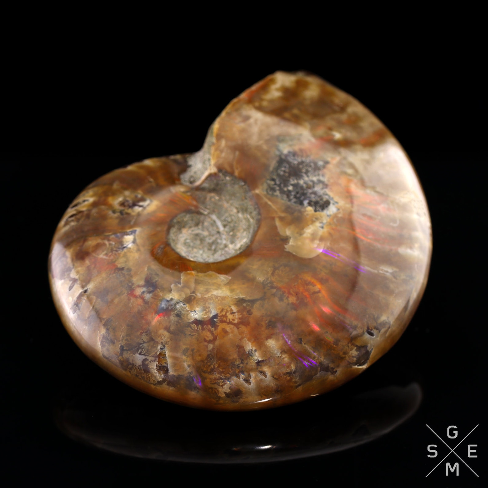 Natural Ammonite Fossil Flash Shell Mineral Specimen Rare | Etsy