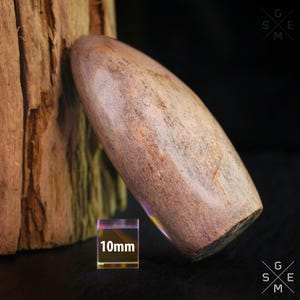 Dinosaur Bone 63g. Natural Fossilized Rare Dino Fossils Collectible Metaphysical Petrified Bone 62x34x23mm