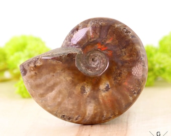 アンモナイトの化石（研磨済み、縫合線あり） 3 1/2インチ以上 lig27