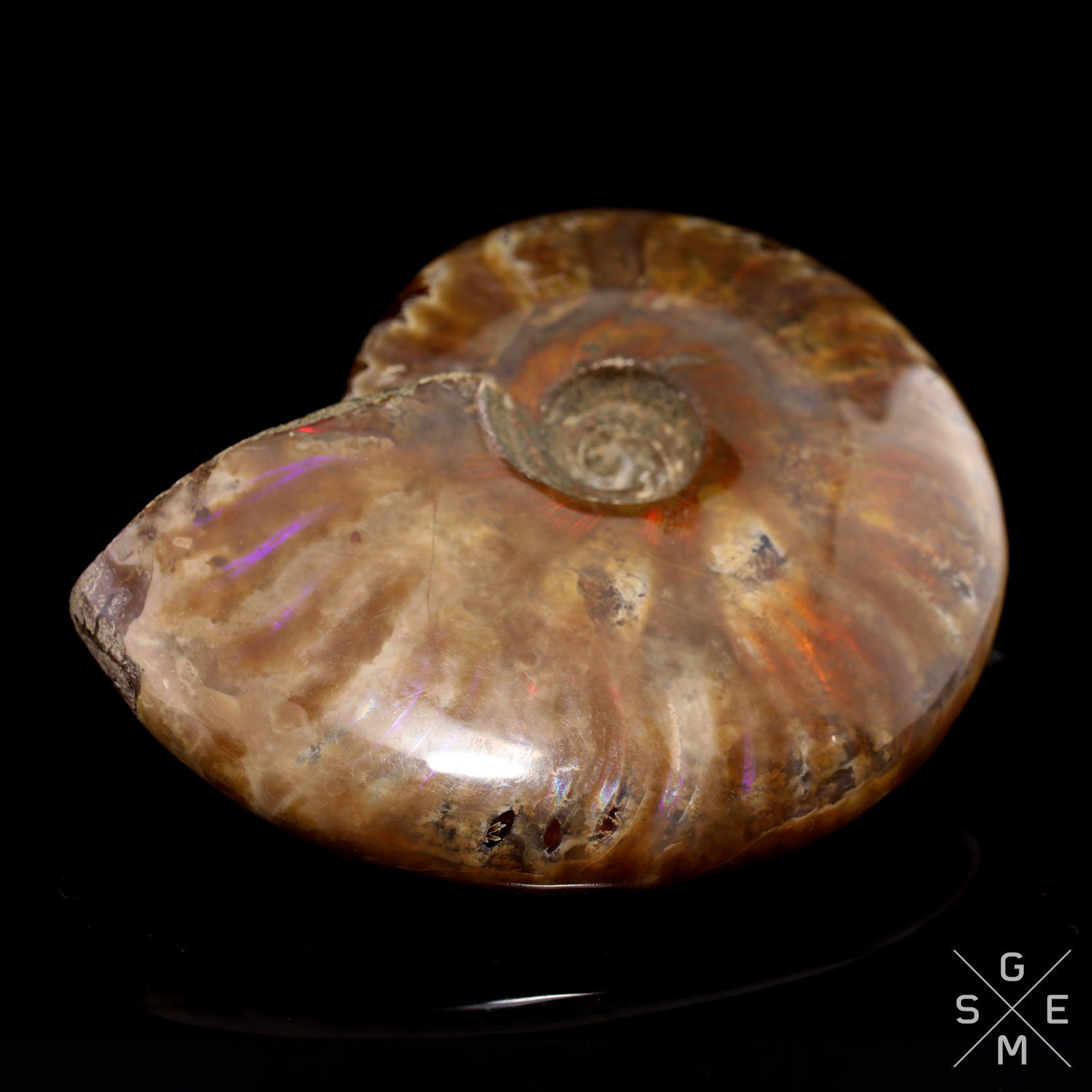 Natural Ammonite Fossil Flash Shell Mineral Specimen Rare | Etsy