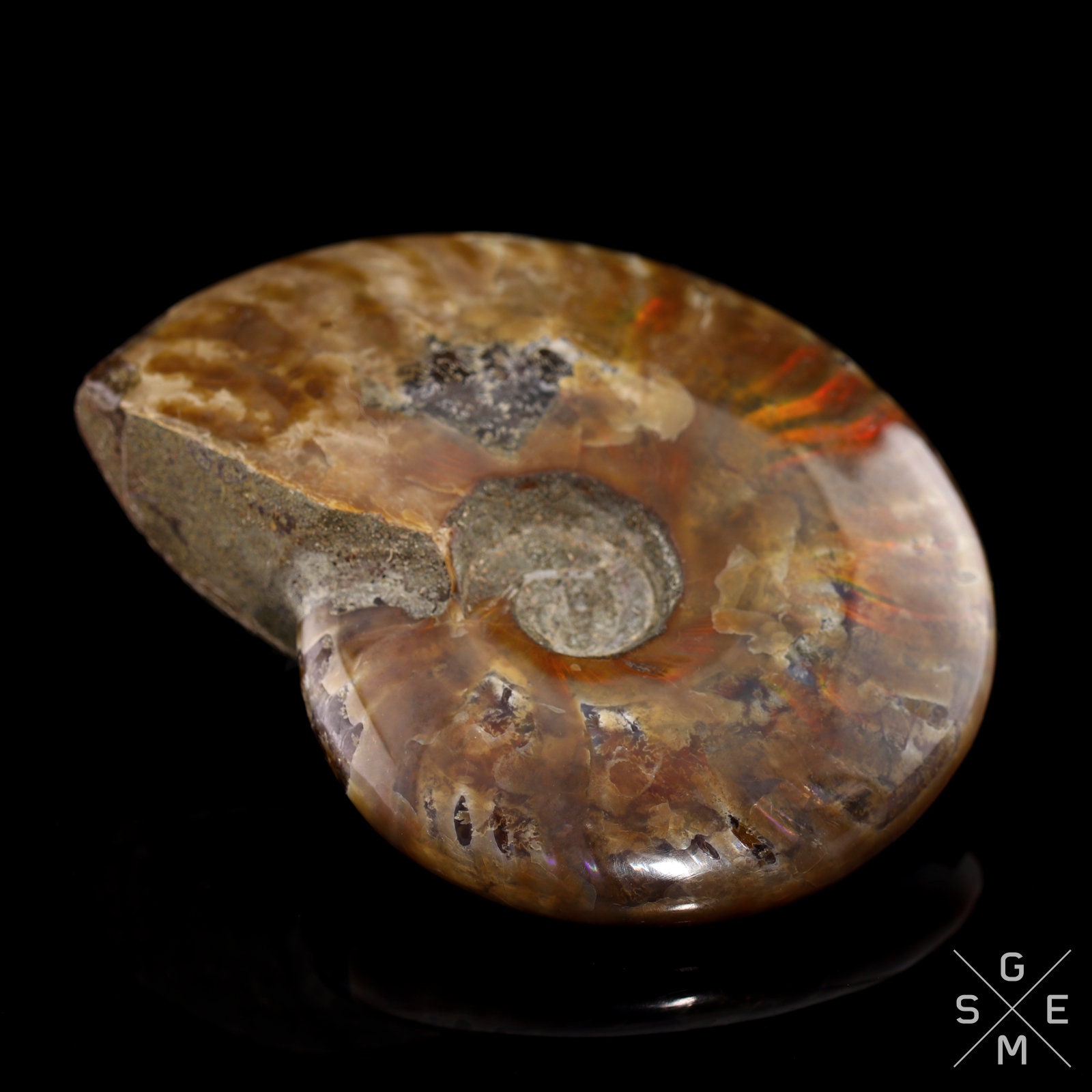 Natural Ammonite Fossil Flash Shell Mineral Specimen Rare | Etsy