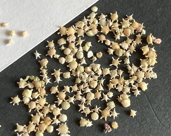 Natural Star Sand | Tiny Real Shell Stars | Ocean Nail Art Decor | Mini Sea Shells for Resin Crafts & Beach Nails