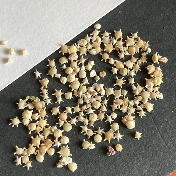 Sable d'étoile minuscule de plage Taketomi japonais naturel, pour bijoux en résine époxy, breloques d'océan, coquillage, étoile de mer, artisanat Kawai
