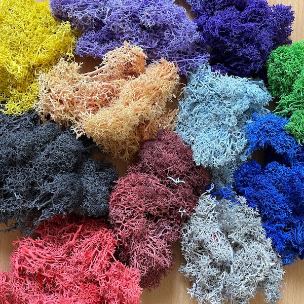 Colorful Natural Artificial Moss Plant Dried Reindeer Moss 3D Decor Nail art UV Resin art Epoxy Filling terrariums Jewelry