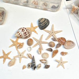 Conchas naturais de verão para decoração de unhas, arte em resina e qualquer projeto de artesanato.
