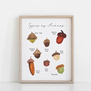 Types of Acorns Printable Wall Art - Acorn Identification Art Print - Homeschooling Decor - Home Learning Printables