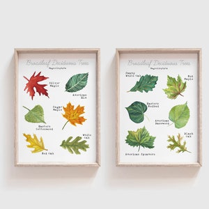 May include: Two framed prints with illustrations of different types of broadleaf deciduous trees. Each print features a title "Broadleaf Deciduous Trees" and lists the names of the trees with their corresponding leaves.