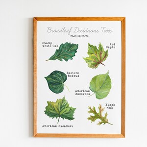 Printable Leaf Art Print - Home Learning Wall Decor - Deciduous Leaves Watercolor Art - Science Educational Wall Art - Tree Leaf ID Guide image 2