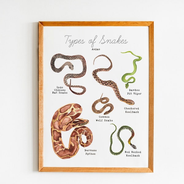 Printable Types of Snakes Wall Art - Snakes of Asia Art Print - Home Learning Educational Wall Art - Homeschool Decor