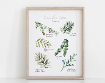 Printable Conifer Tree Art Print - Tree ID Guide Poster - Watercolor Tree Art for Homeschool Classroom or Playroom